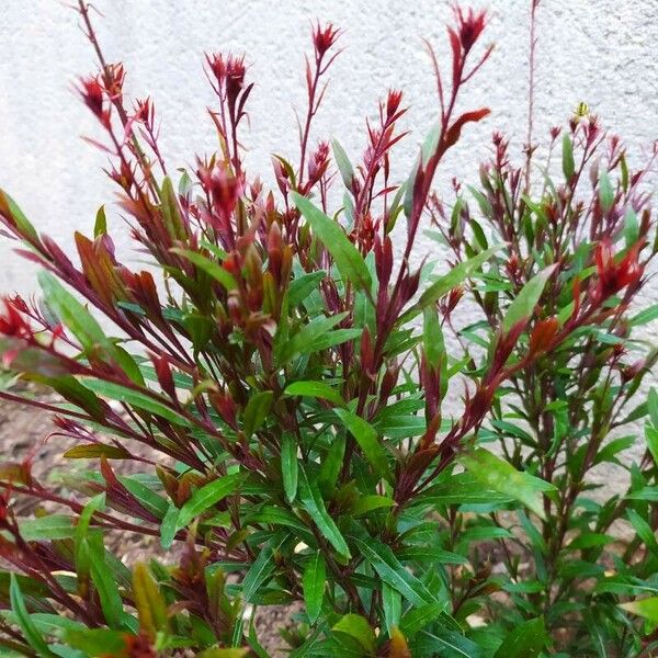 Oenothera gaura Floare