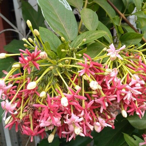 Combretum indicum പുഷ്പം