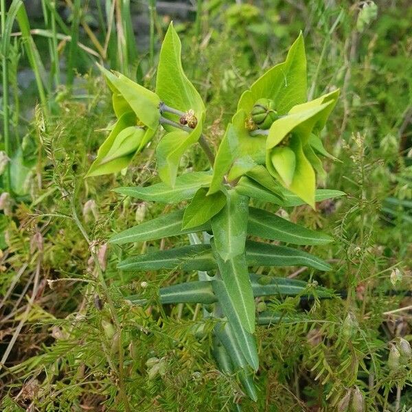 Euphorbia lathyris Foglia