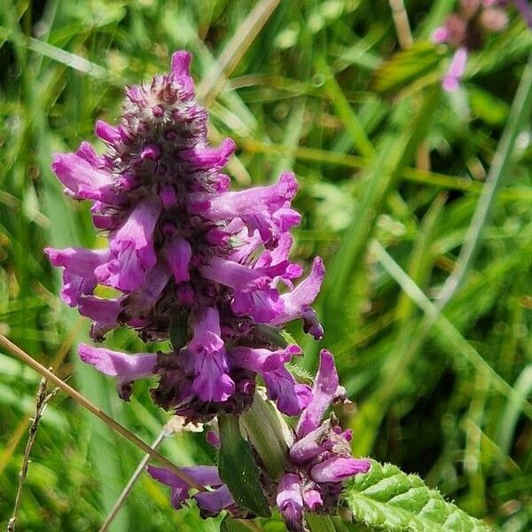 Stachys officinalis Кветка