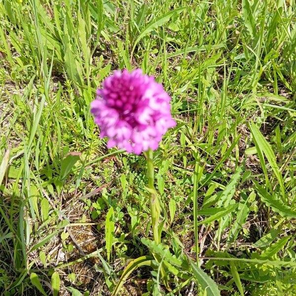 Anacamptis pyramidalis Λουλούδι