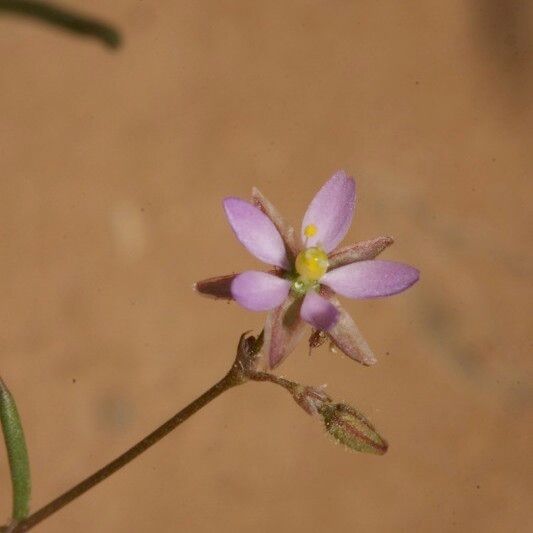 Spergularia diandra autre