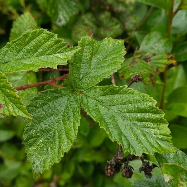 Rubus fruticosus 葉