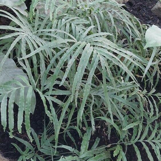 Pteris cretica Leaf