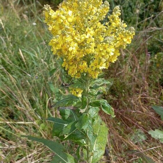 Verbascum lychnitis Цветок