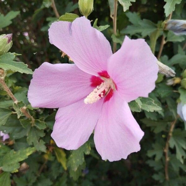 Hibiscus syriacus Квітка