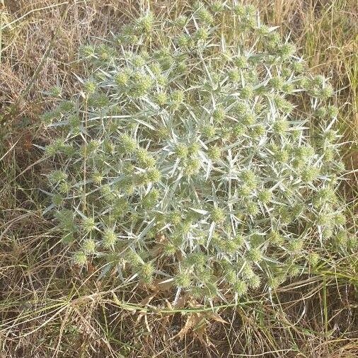 Eryngium campestre Hoja