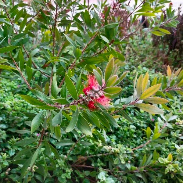 Callistemon citrinus Φύλλο