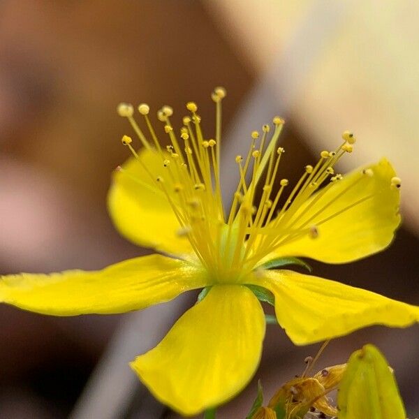 Hypericum australe Flower