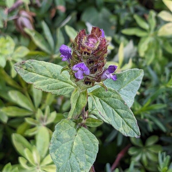 Prunella vulgaris Цветок