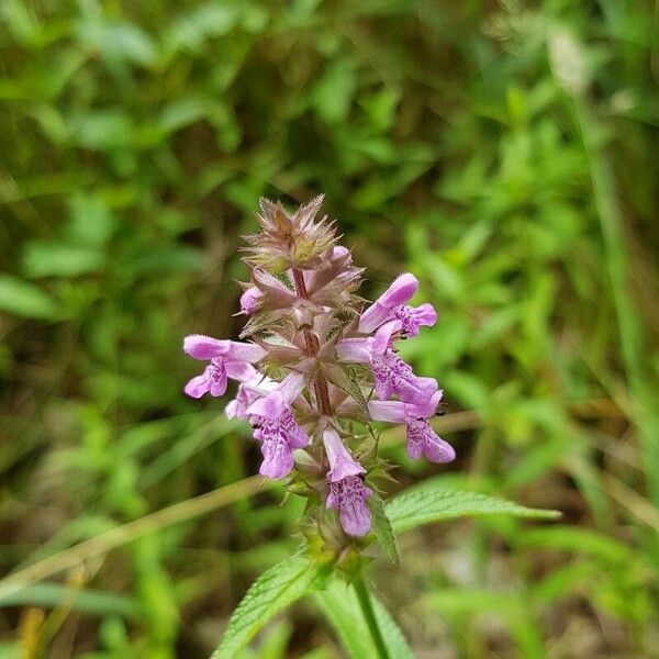 Stachys palustris Flower