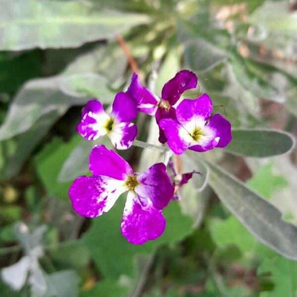 Matthiola incana Fleur