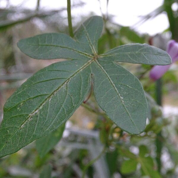 Ipomoea cairica Лист