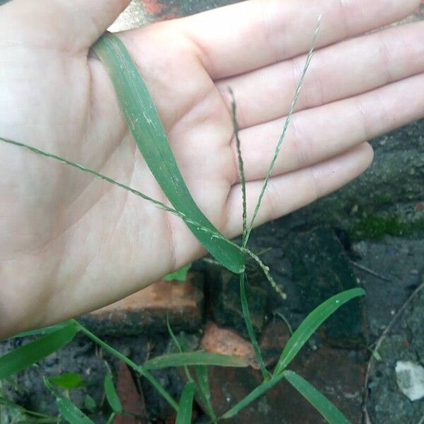 Digitaria ciliaris Flower