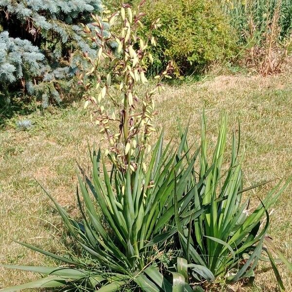 Yucca filamentosa Цвят