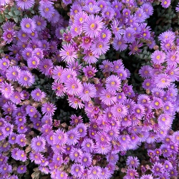 Oscularia deltoides Flor