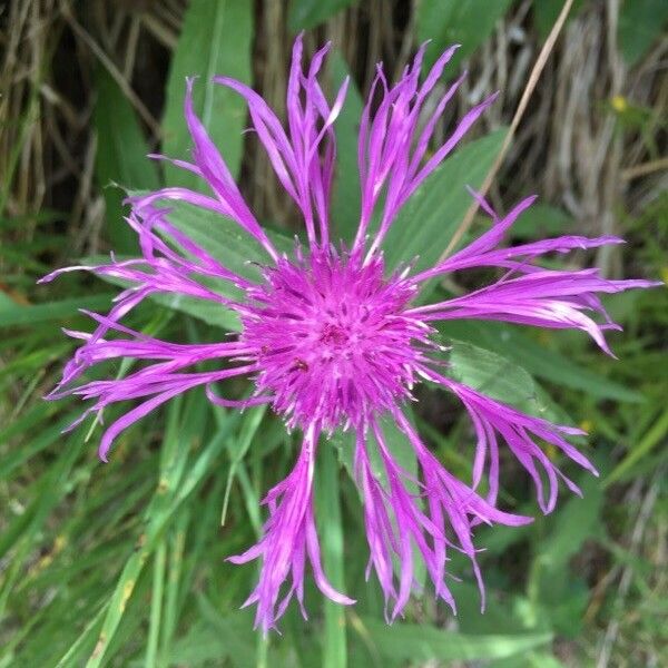 Centaurea nervosa Flower