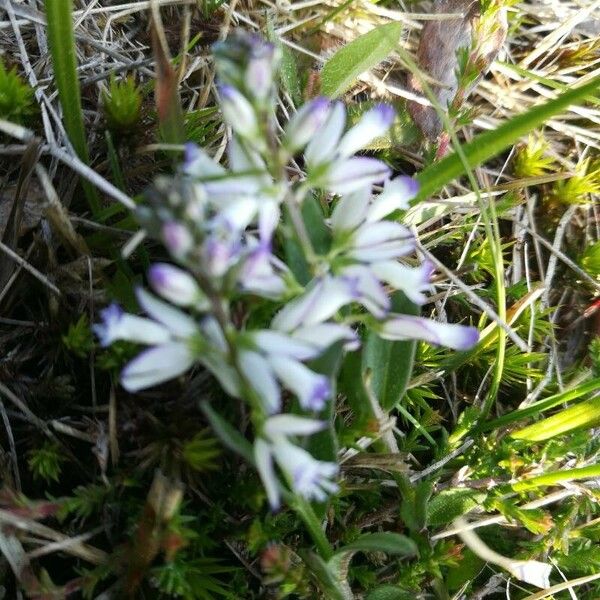 Polygala serpyllifolia Blomma