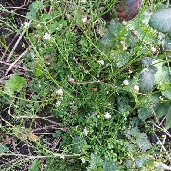 Cardamine parviflora Λουλούδι