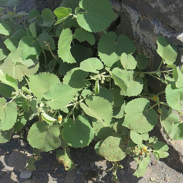 Abutilon hirtum ᱥᱟᱠᱟᱢ