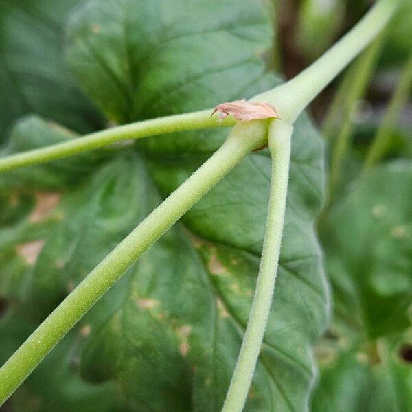 Pelargonium echinatum Kabuk