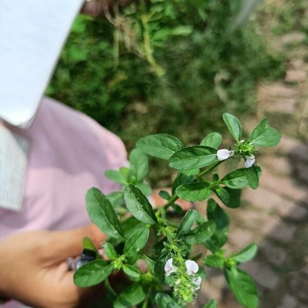 Rostellularia procumbens Cvet