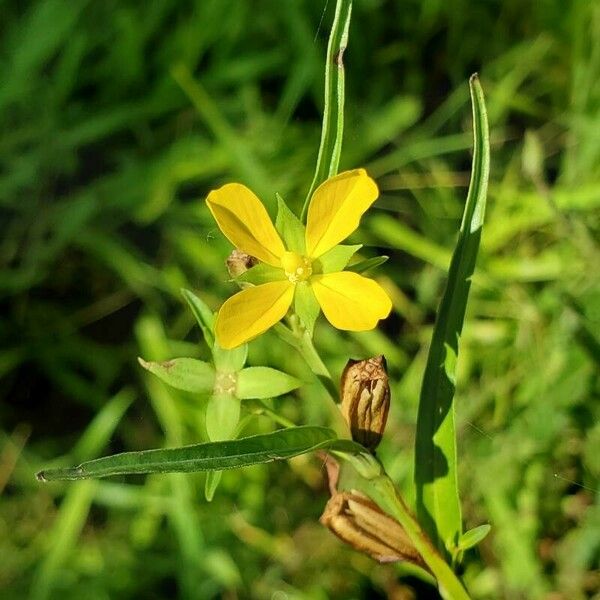 Ludwigia decurrens പുഷ്പം