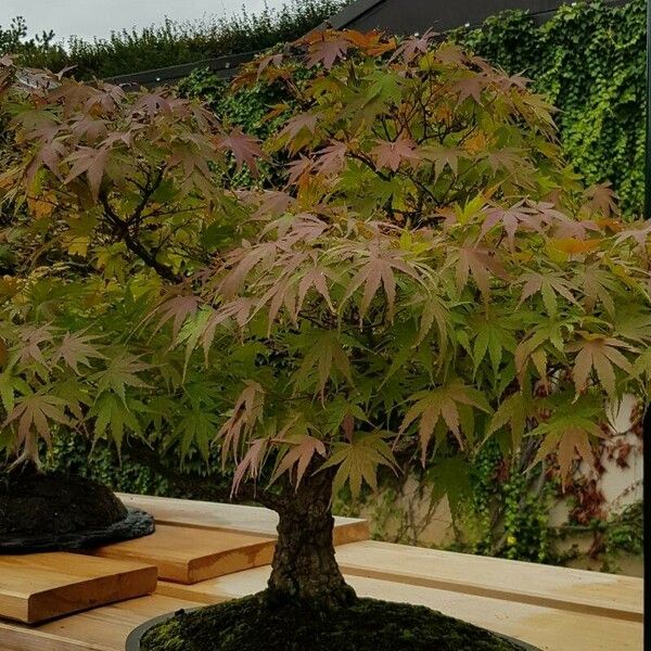 Acer palmatum Habit