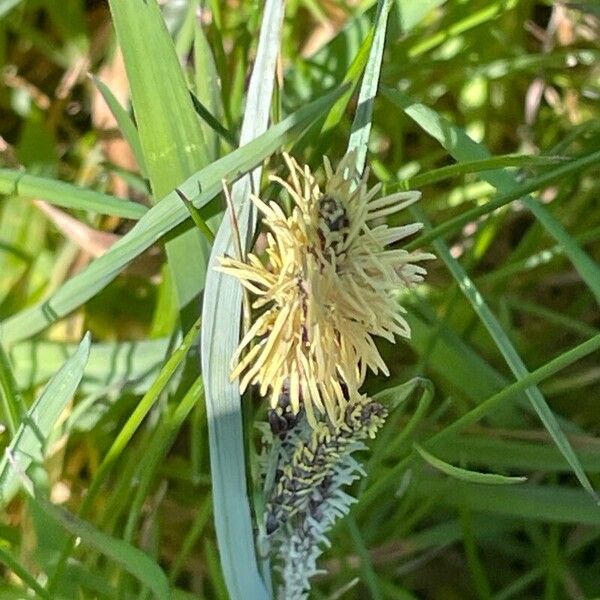 Carex flacca Квітка