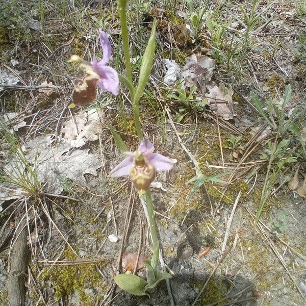 Ophrys × minuticauda Flower