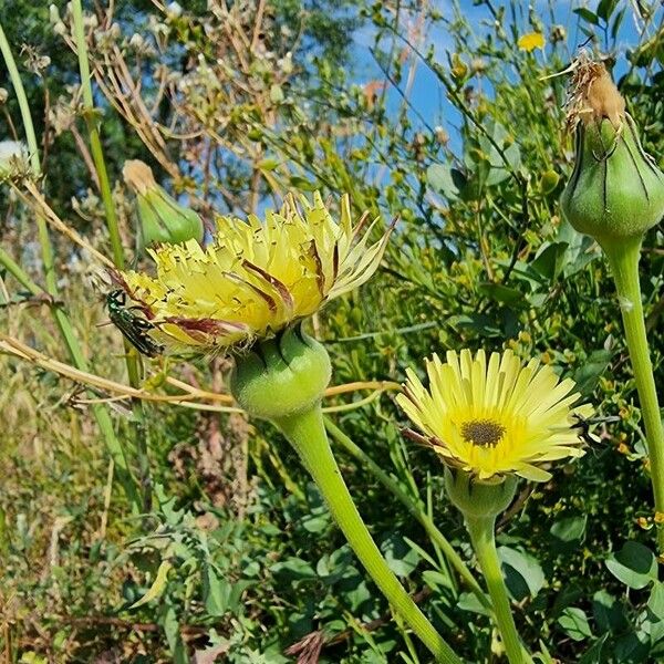 Urospermum dalechampii Flower