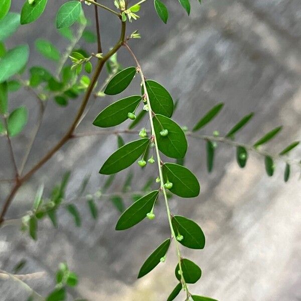 Phyllanthus tenellus পাতা