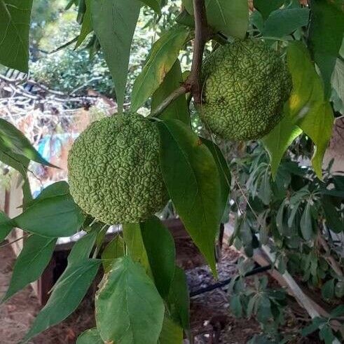 Maclura pomifera ফল