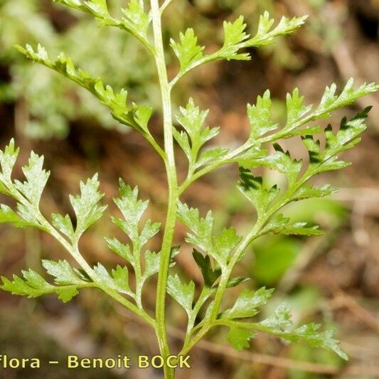 Asplenium cuneifolium Otro