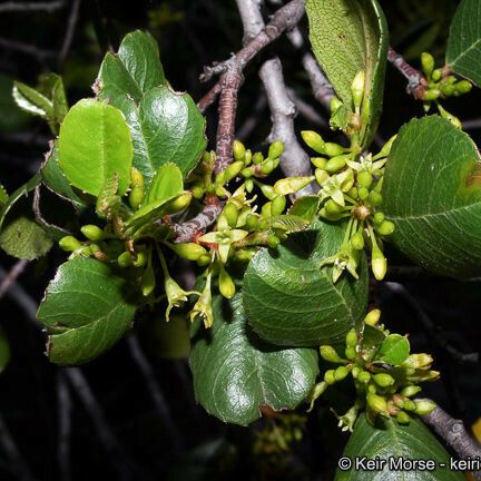 Rhamnus crocea Habitat