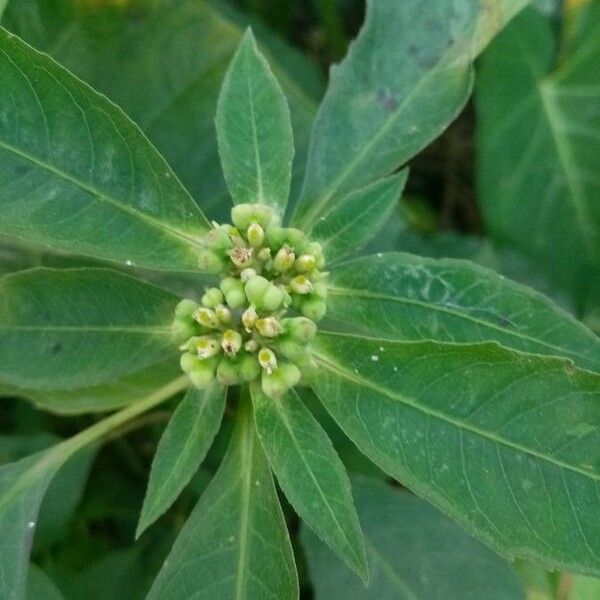 Euphorbia heterophylla ᱵᱟᱦᱟ