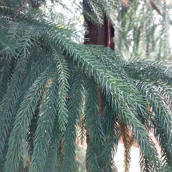 Araucaria nemorosa Leaf