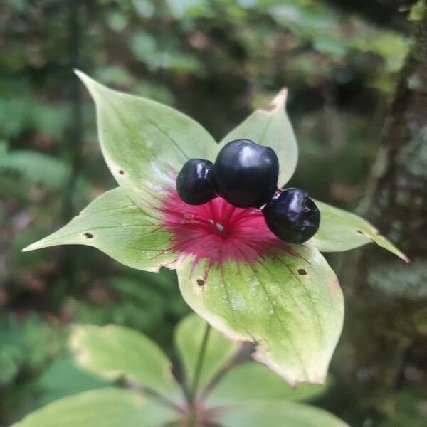 Medeola virginiana Květ