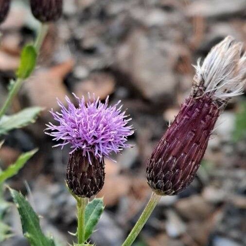 Cirsium arvense Квітка