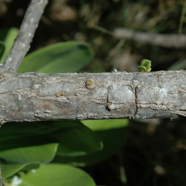 Scaevola taccada Bark