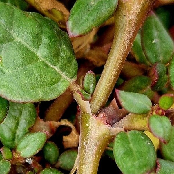 Trianthema portulacastrum ഫലം