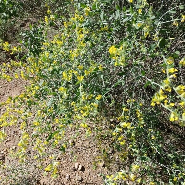 Anthyllis cytisoides Blomst