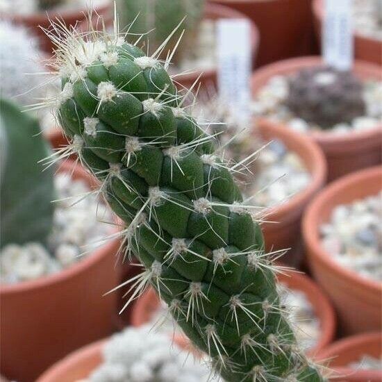 Austrocylindropuntia cylindrica Leaf