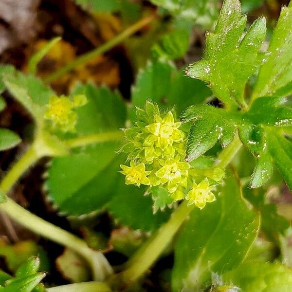 Alchemilla monticola Flower