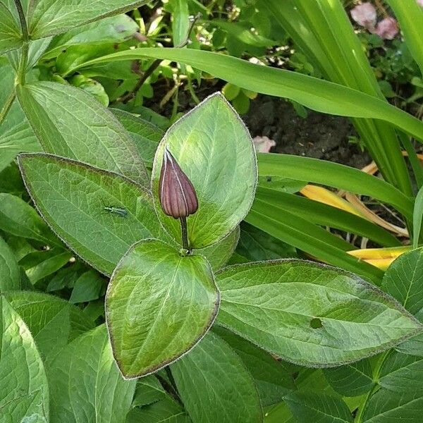 Clematis integrifolia Flower