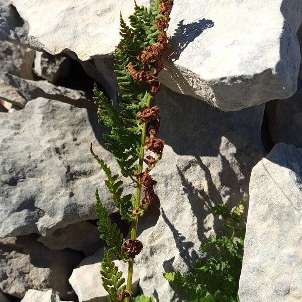 Dryopteris villarii Liść