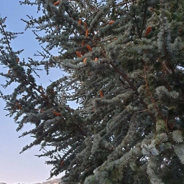 Picea pungens List