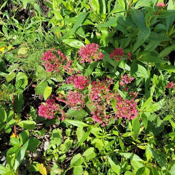 Centranthus ruber Flower