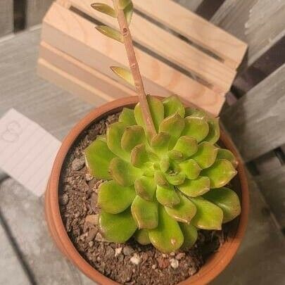 Aeonium castello-paivae पत्ता