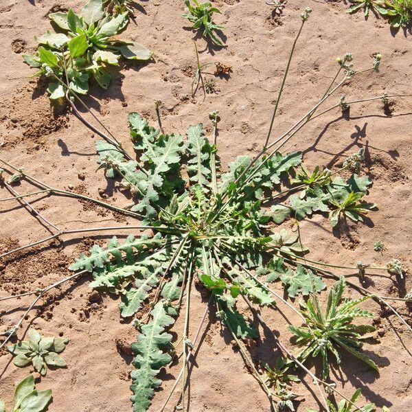 Launaea capitata Habit